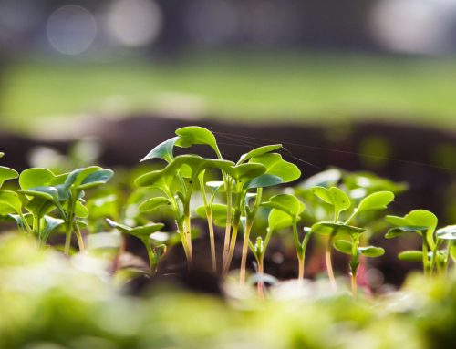 Natural Ecosystems and Organisations (7.5 ECTS)